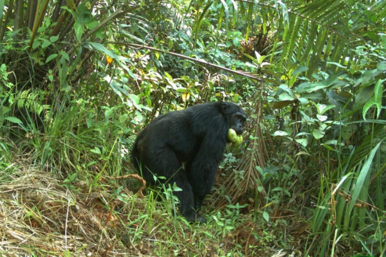 Camera trap photo of a chimpanzee with mangoes.