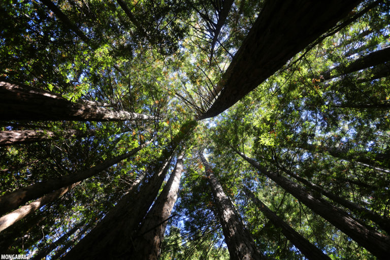 Redwood forest in Muir Woods, Marin County, California. Photo by Rhett A. Butler for Mongabay.