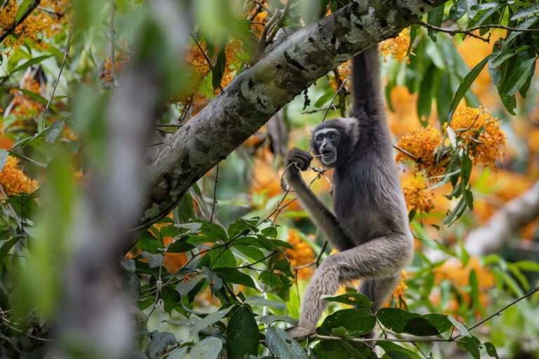 A Müller's gibbon.