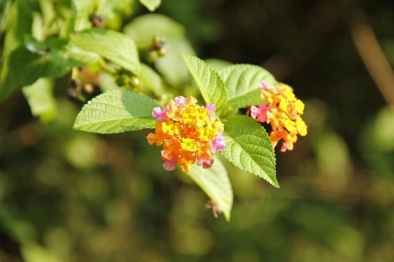 Nakphul (Lantana camara L.),