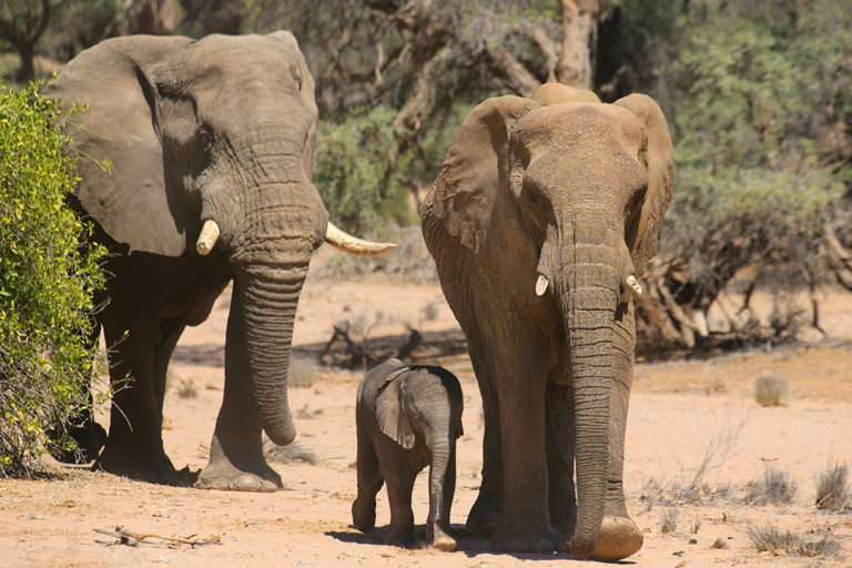 Elephants in Namibia. Photo credit: Rhett A. Butler.