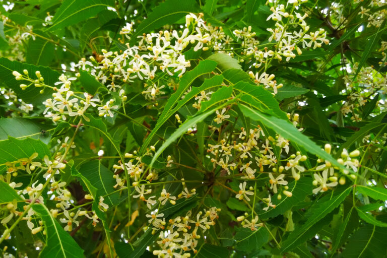 Neem flowers