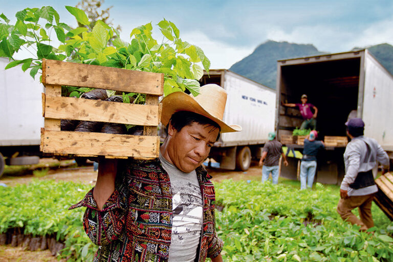 A coffee farmer carries saplings.