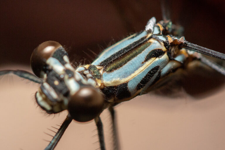 Close up of the shiny, bulbous brown compound eyes and dark brown and blue thorax of a Gambles's flatwing's (Neurolestes nigeriensis). Image © Jan van Leeuwen.