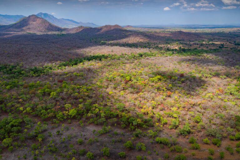 Miombo woodland in the Niassa Special Reserve, Mozambique. The woodland is semi-deciduous, meaning that many trees lose their leaves in the long dry season. Image by Natalie Ingle courtesy of WCS.