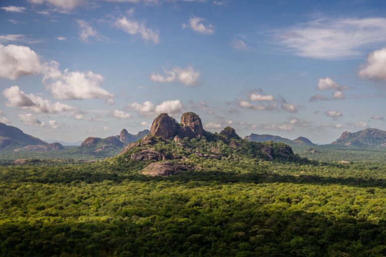 Miombo woodlands in the Niassa Special Reserve in Mozambique, one of Africa’s largest protected areas. The miombo woodlands are dominated by trees in the legume family from the genera Brachystegia, Julbernardia and Isoberlinia, and interspersed with a mosaic of habitats including rocky outcrops and seasonally flooded grassy areas called dambos. Image by Natalie Ingle, courtesy of Wildlife Conservation Society (WCS).