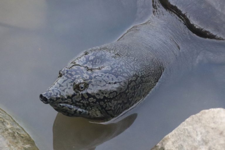 black softshell turtle