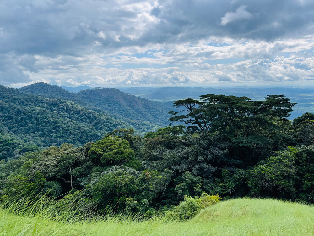 forest and mountain in the Mount Nimba Strict Nature Reserve