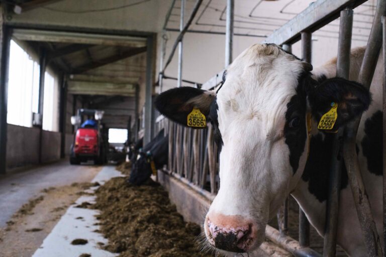 cow in the netherlands wagenigen university dairy campus research facility