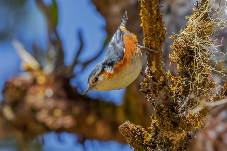 A white-browed nuthatch (Sitta victoriae), an endangered bird endemic to Nat Ma Taung National Park in western Myanmar.