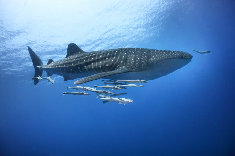 A whale shark with remoras.