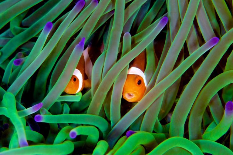 Clownfish at Komodo.