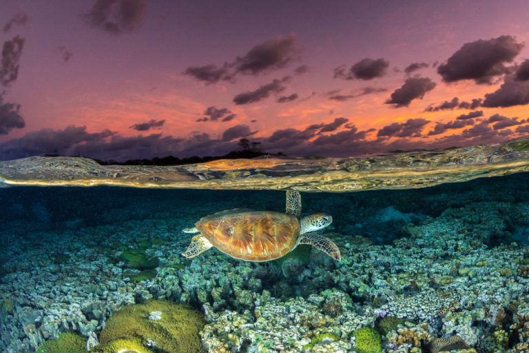 Sea turtle swimming under sunset.