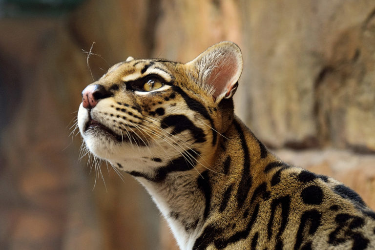 An ocelot.