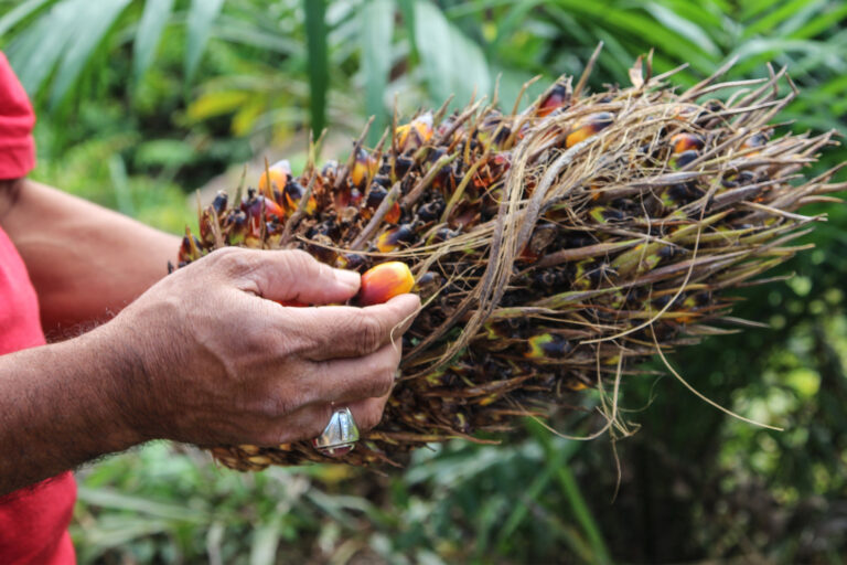 Separating the oil palm fruit.