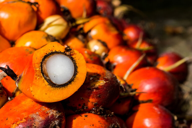 Freshly harvested oil palm fruits.