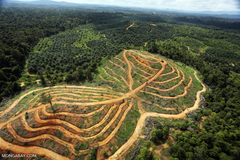 Oil palm estate and rainforest in Malaysian Borneo.