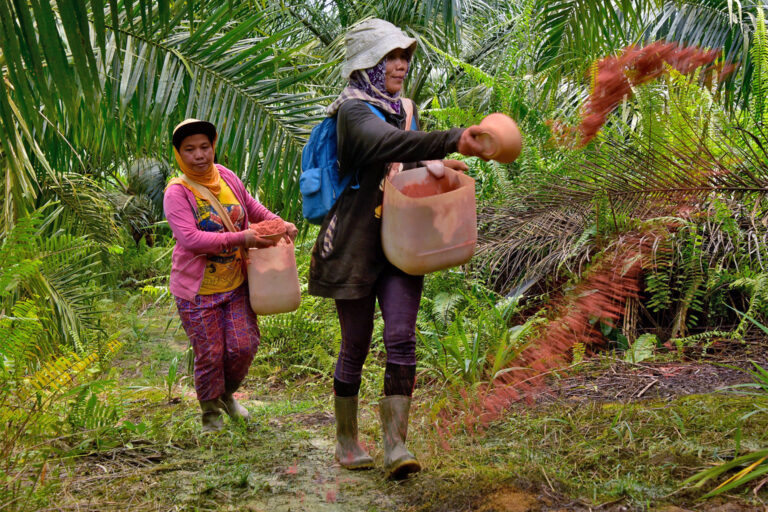 Soil fertilization process in an oil palm plantation.