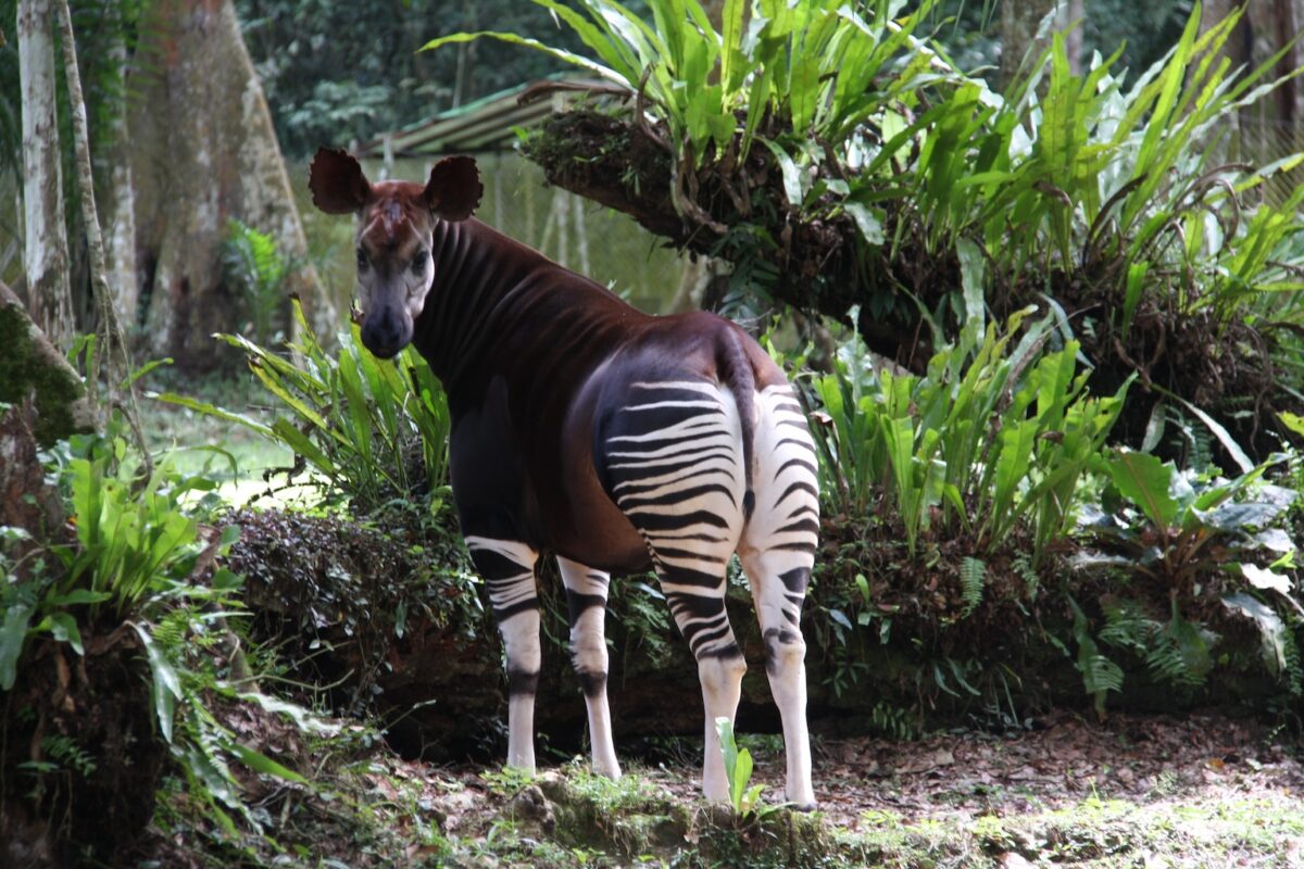 The northeast Democratic Republic of Congo is the only place in the world where okapi exist in the wild. Even though many residents have never seen one, the okapi is a strong national symbol. Image by Okapi Conservation Project.