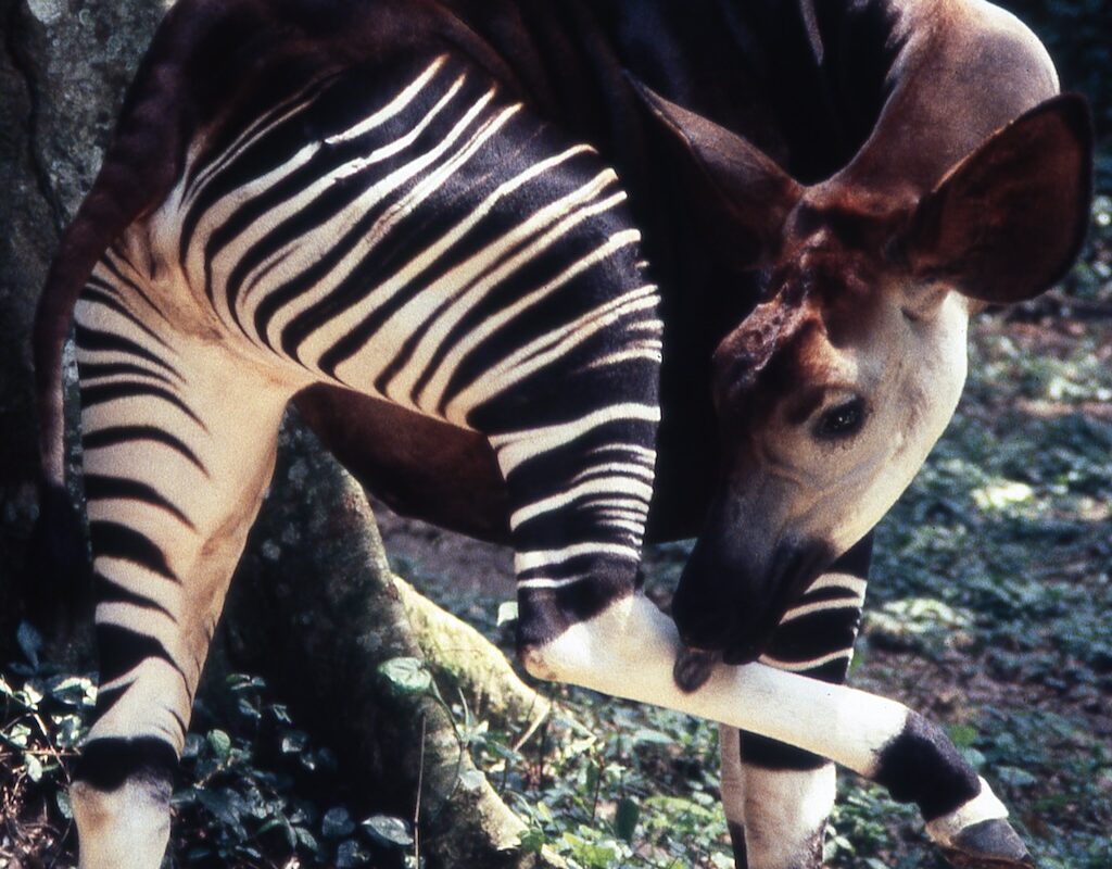 Scientists are exploring other ways of monitoring okapi populations in DRC that avoid in-person surveys, such as by sequencing DNA from okapi droppings. Image by Okapi Conservation Project.