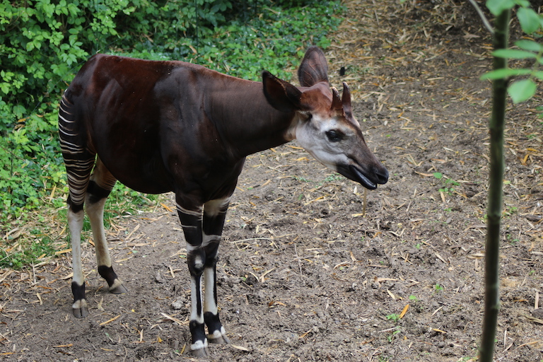 The okap (Okapia johnstoni) i is endangered and endemic to the DRC. Image by Melvin Toullec via Wikimedia Commons (CC BY-SA 4.0).