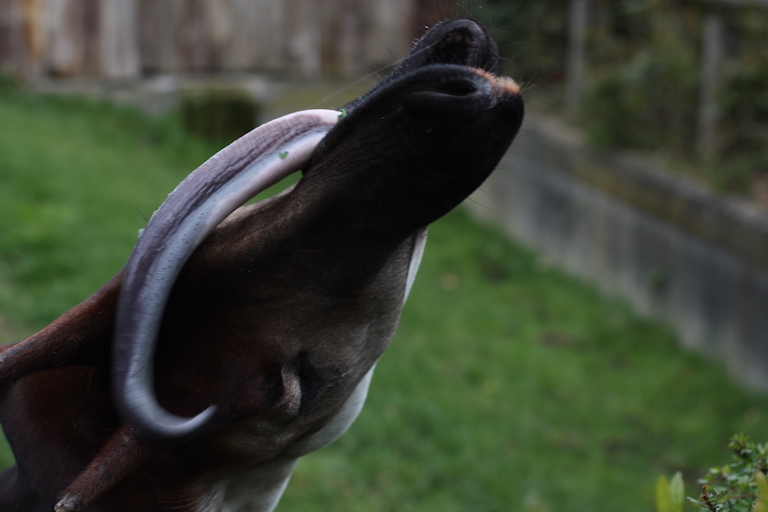 Okapi's have long, prehensile, bluish-black. tongues. Image by Kaellin via Wikimedia Commons (CC 2.0).