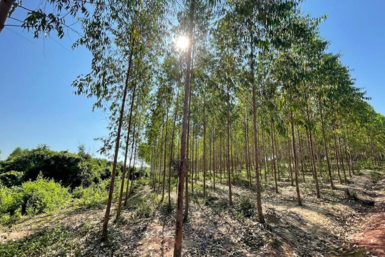 Eucalyptus trees at the Burapha Agro-Forestry plantation near Xathany District, Laos, 2023. Image courtesy of Melissa Lo.