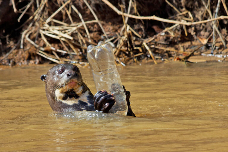 A wild giant otter with a discarded single-use plastic bottle.