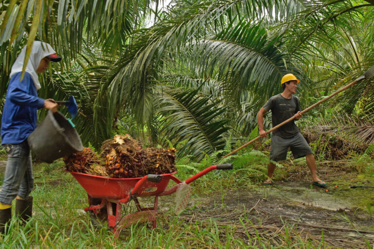 Yuliana and Singapue, workers in an oil palm plantation