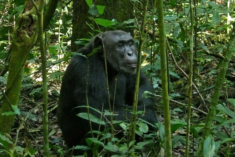 An eastern chimpanzee