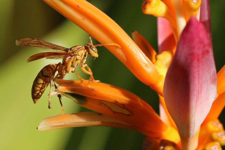 A yellow oriental paper wasp (Polistes olivaceus)