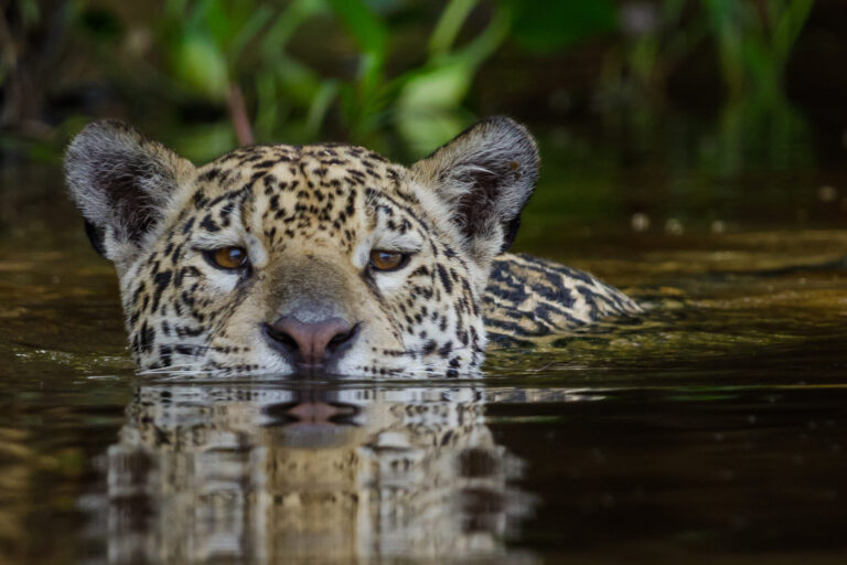 A jaguar