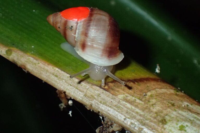 Partula snail reintroductions organized by London Zoo