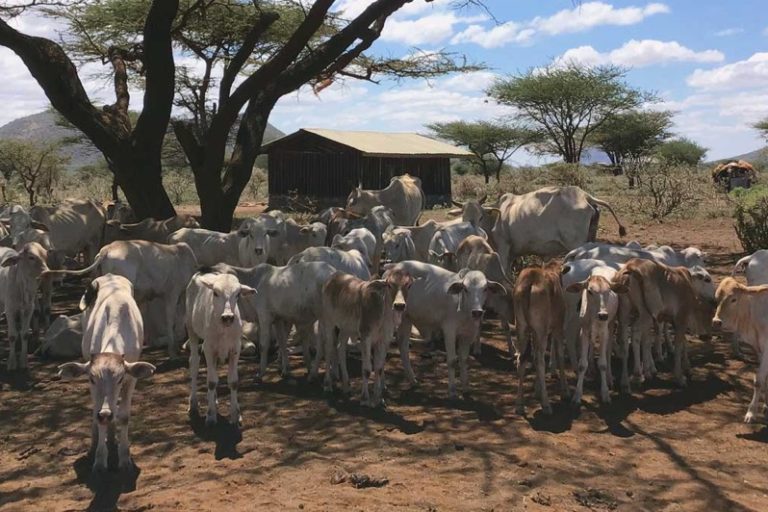 A pastoralist’s cattle herd. Image courtesy of the Oakland Institute.