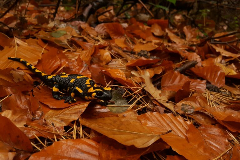 A fire salamander, vulnerable on the IUCN list.