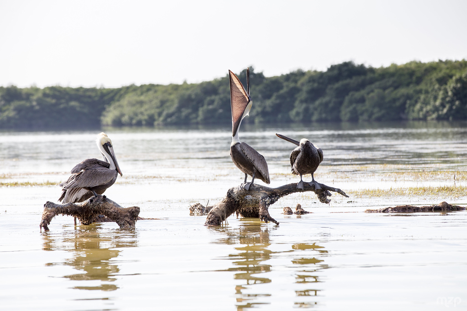 Three pelicans.