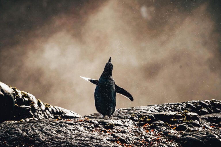 A penguin.