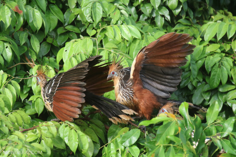 Hoatzin in Peru. Photo credit: Rhett A. Butler