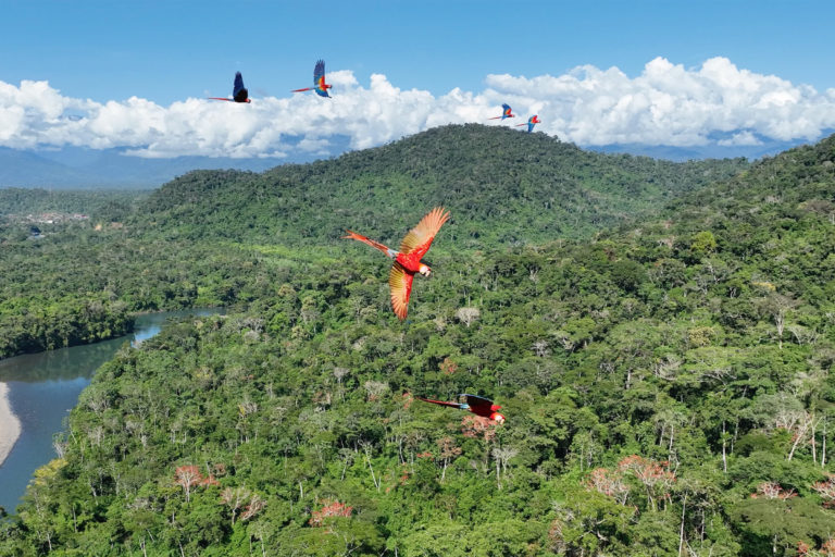 Scarlet macaws in flight over the Amazon rainforest in Peru. Photo credit: Rhett A. Butler / Mongabay