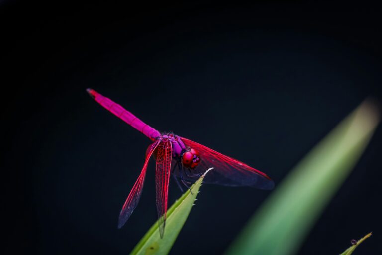 A dragonfly perched on a leaf in Thailand.