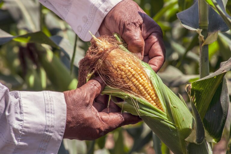 A farmer shows an unpeeled corn.