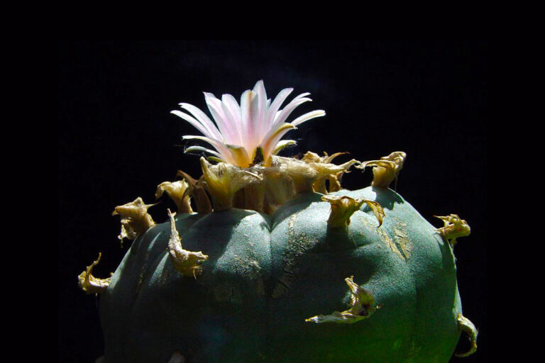 A peyote (Lophophora williamsii).