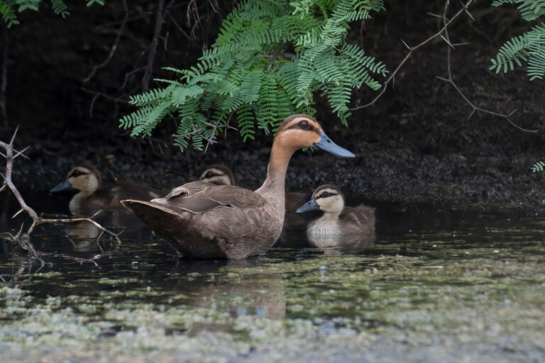 A Philippine duck and ducklings in a wetland in the Philippines.