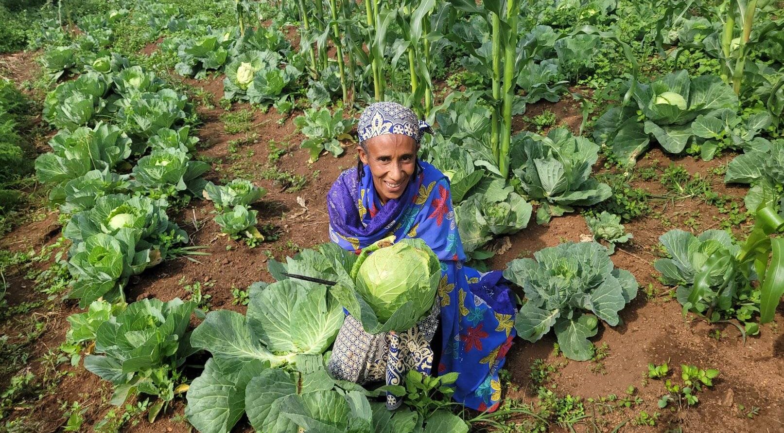 A woman dressed in bright blue and a smile crouches in a cabbage field holding up a large head of cabbage. Image courtesy Suhucam.