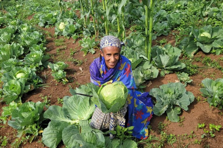 A woman dressed in bright blue and a smile crouches in a cabbage field holding up a large head of cabbage. Image courtesy Suhucam.