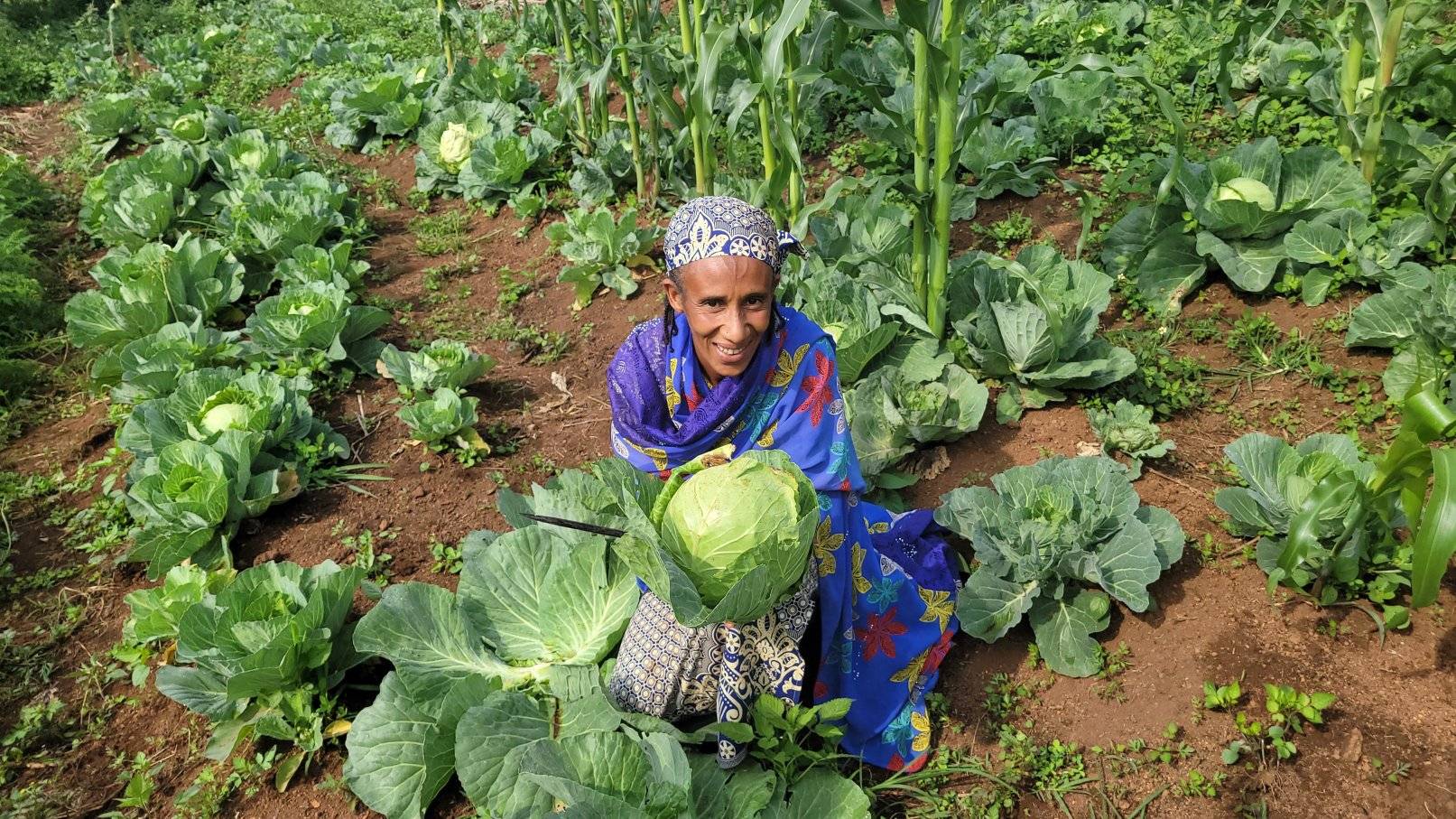 A woman dressed in bright blue and a smile crouches in a cabbage field holding up a large head of cabbage. Image courtesy Suhucam.