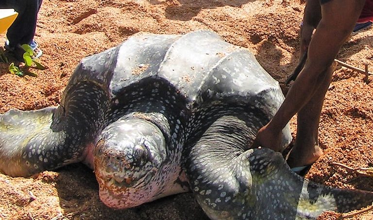 A turtle at Shell Beach in Region 1 of Guyana. Photo courtesy of Guyana Marine Conservation Society.