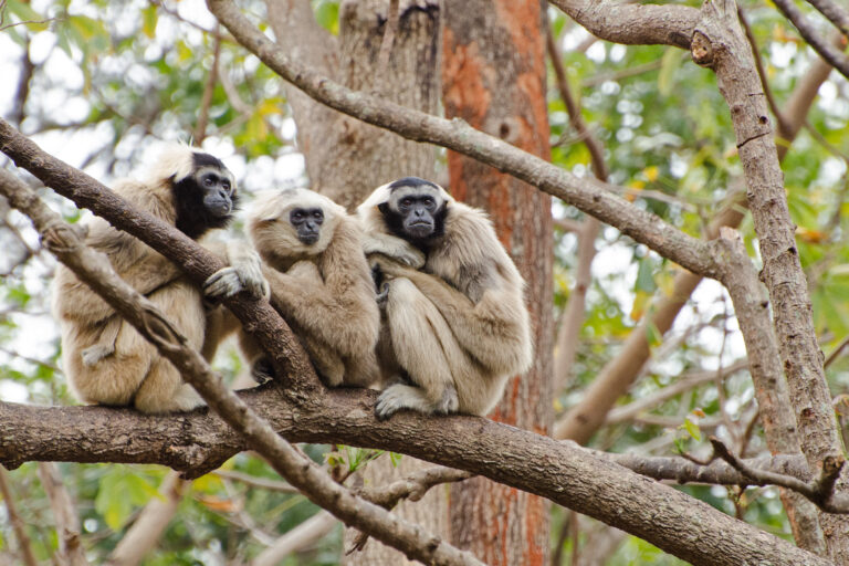 Three pileated gibbon (Hylobates pileatus).