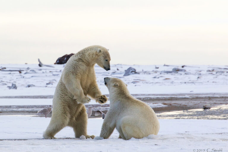 Two polar bear siblings play-fighting in the wild on Barter Island, Alaska.