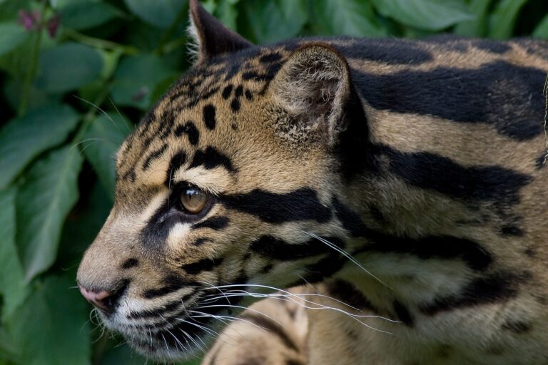 Clouded leopard